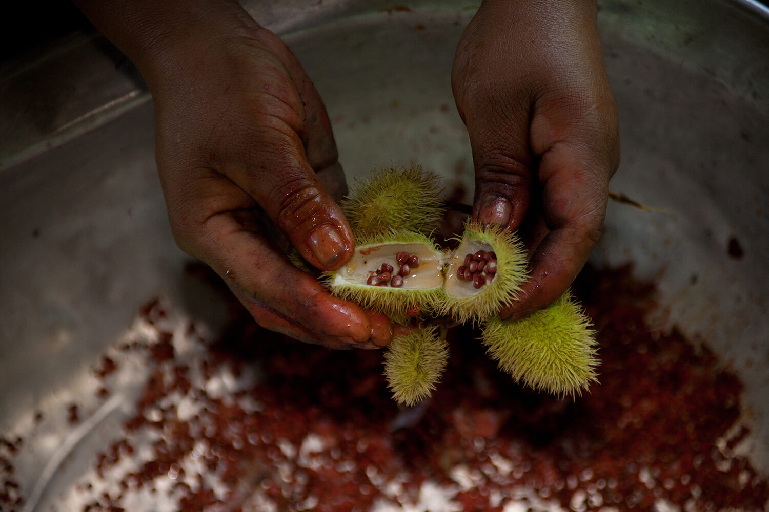 ACHIOTE 4_galeria_MG_8242.jpg